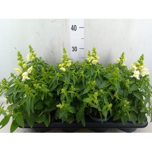 Antirrhinum majus   ...