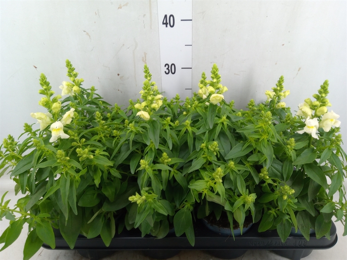 <h4>Antirrhinum majus   ...</h4>