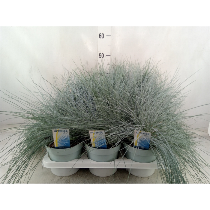 <h4>Festuca glauca 'Intens Blue'</h4>