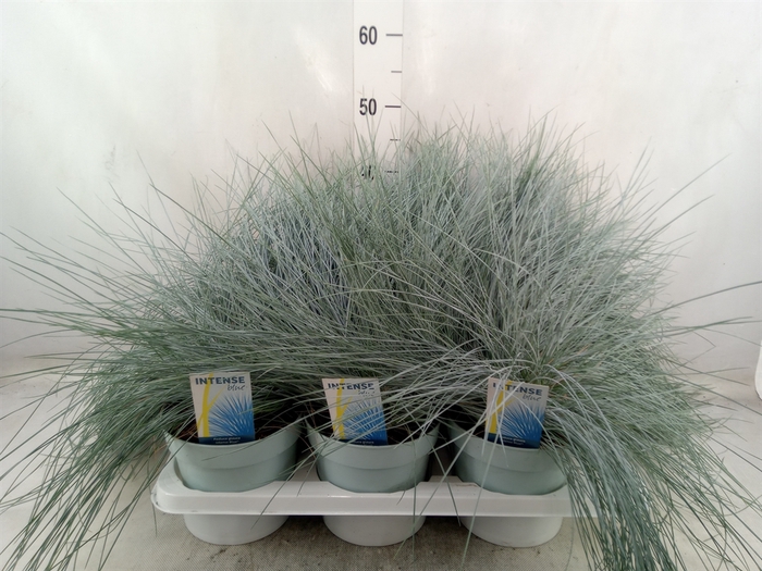 <h4>Festuca glauca 'Intens Blue'</h4>