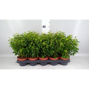 Ficus benja. 'Natasja'