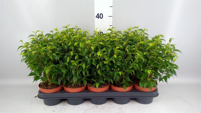 <h4>Ficus benja. 'Natasja'</h4>