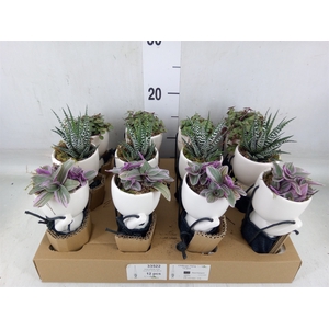 Arr.   Kamerplant Groen L%