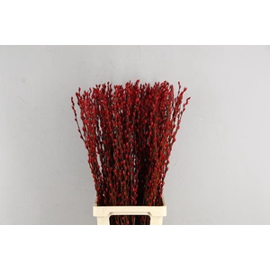 Salix Snowflake 90cm Red