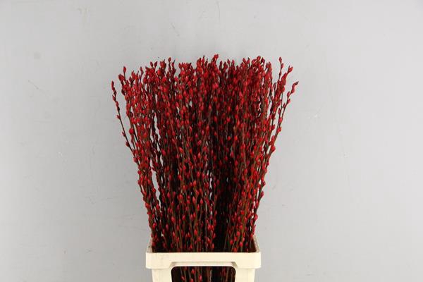 Salix Snowflake 90cm Red