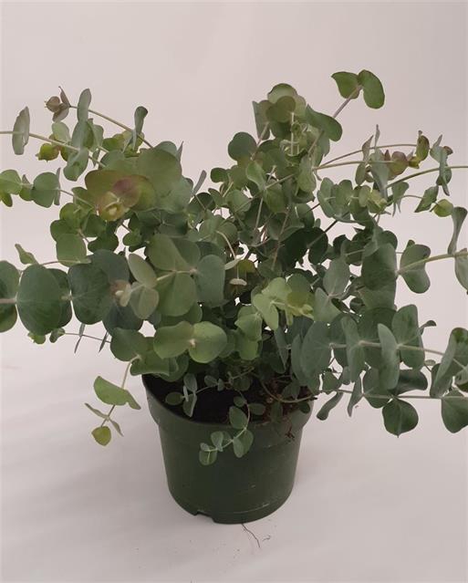 <h4>EUCALYPTUS CINEREA BUSH</h4>