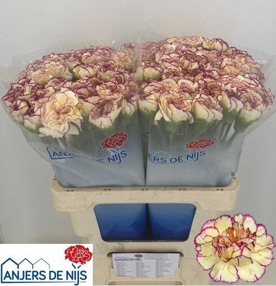 <h4>DI ST FLOUNDER+</h4>