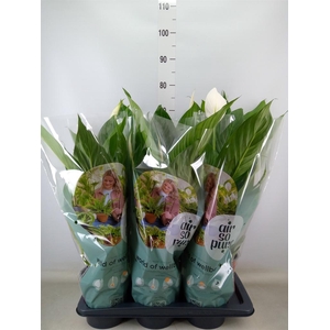 Spathiphyllum  'Bingo Cupido'