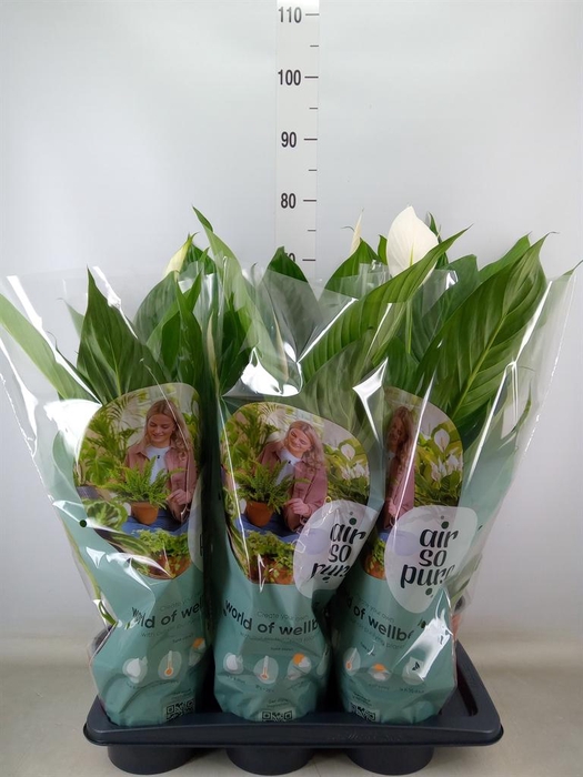 <h4>Spathiphyllum 'Bingo Cupido'</h4>