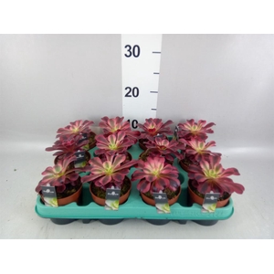 Aeonium   ...