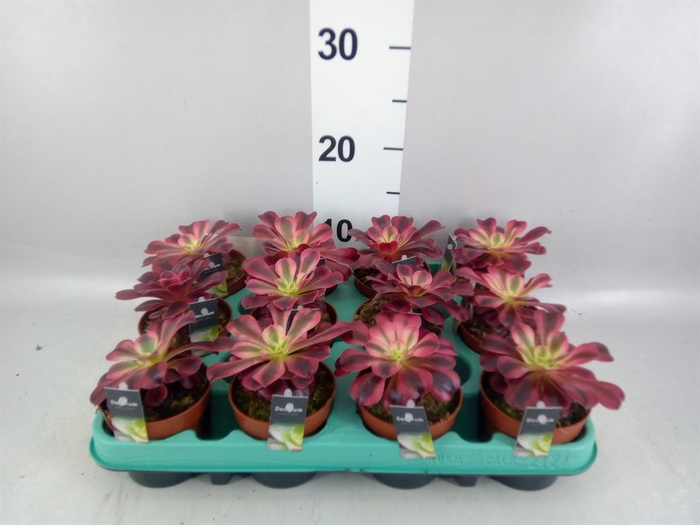 <h4>Aeonium ...</h4>