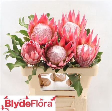 <h4>Protea Cy Clare</h4>