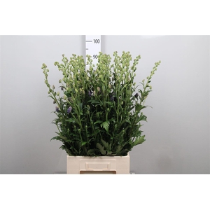 Aconitum Car Arendsii