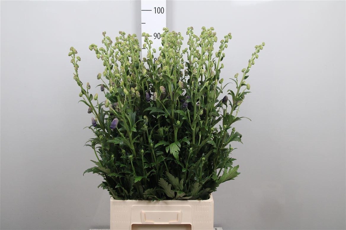 <h4>Aconitum Car Arendsii</h4>
