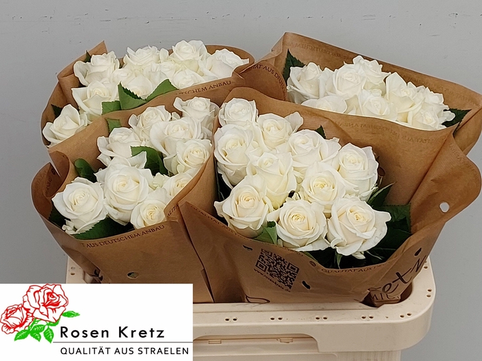 <h4>R GR ASTORIA</h4>