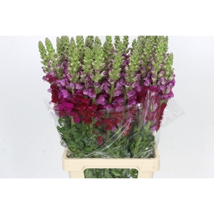 Antirrhinum Potomac Burgundy