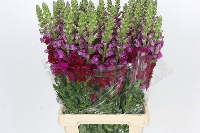 Antirrhinum Potomac Burgundy