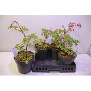 arr8 Dice Spectabilis