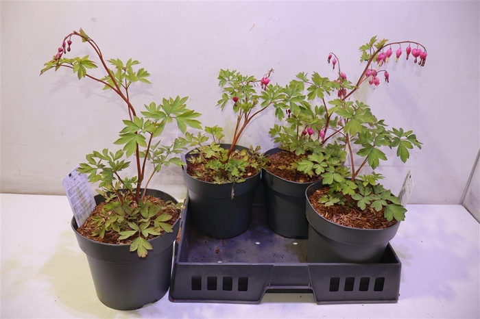 <h4>arr8 Dice Spectabilis</h4>