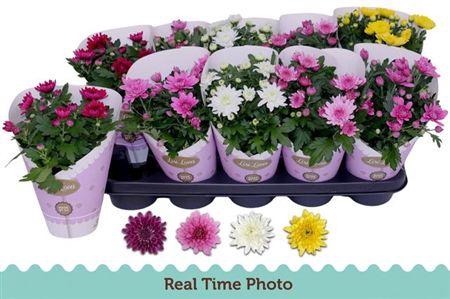 <h4>Chrys Gevuldbl Gem</h4>