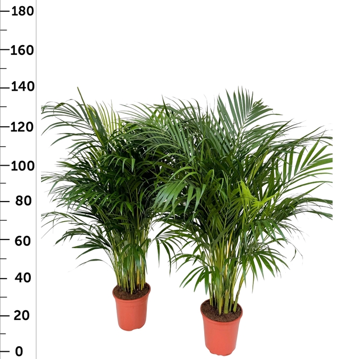 <h4>DYPSIS LUTESCENS</h4>