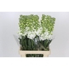 Matthiola Iron White