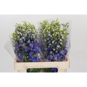 Delph Du Elatum Guardian Blue