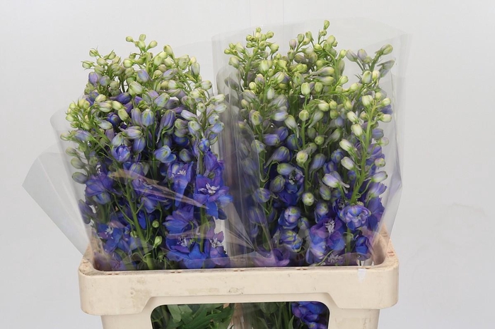 <h4>Delph Du Elatum Guardian Blue</h4>