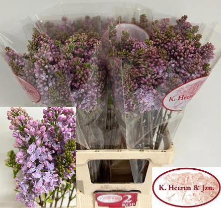 <h4>SYR V LAVALIENSIS</h4>