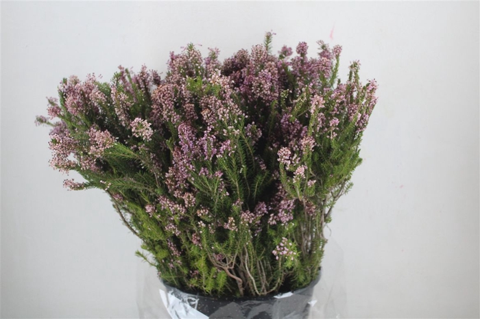 <h4>Erica Rose Dubbel</h4>