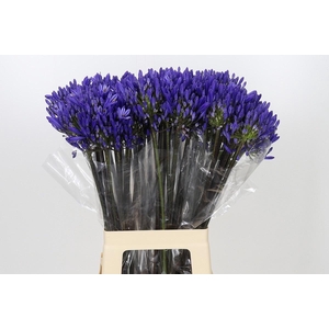 Agap Eyfori Drk Blue