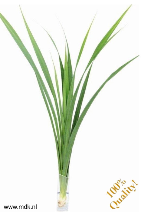 <h4>Pandanus Touffe Green</h4>