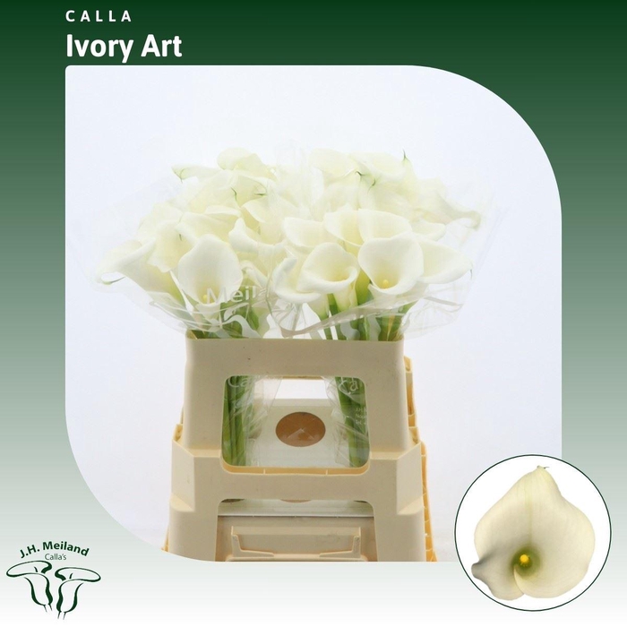 <h4>Calla Ivory Art</h4>
