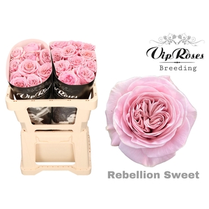 R GR REBELLION SWEET