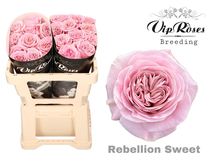 <h4>R GR REBELLION SWEET</h4>