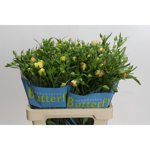 Ranunculus Butterfly Lotus