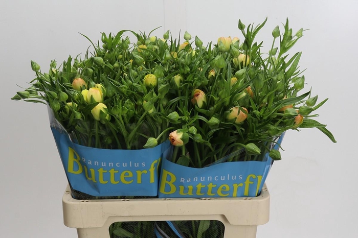 Ranunculus Butterfly Lotus