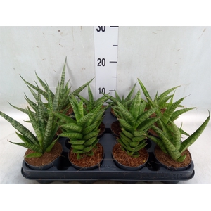 Sansevieria cyl.  ...