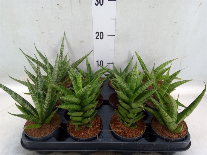<h4>Sansevieria cyl.  ...</h4>