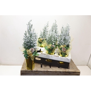 arr8 Cham L Ellwoodii + Snow In Gold Keramiek