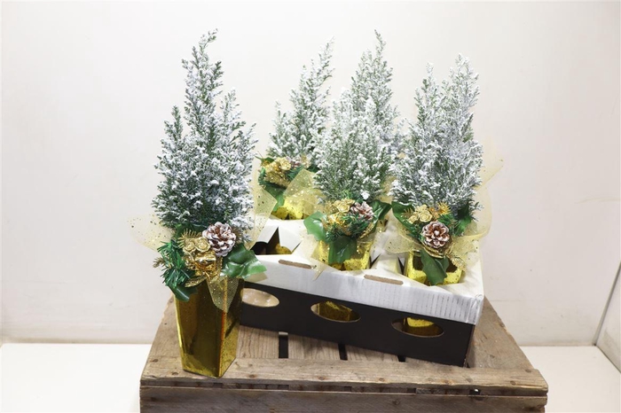 <h4>arr8 Cham L Ellwoodii + Snow In Gold Keramiek</h4>