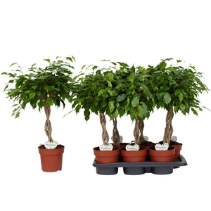 Ficus Bundy P17