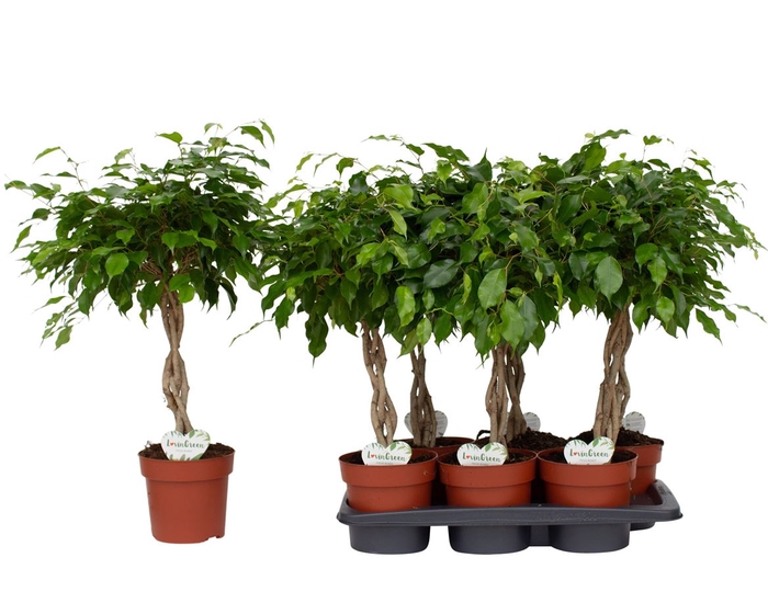 <h4>Ficus Bundy P17</h4>