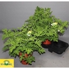 Pel Grav Lemon Tree