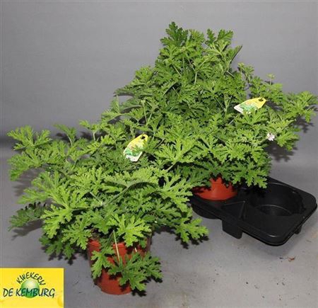 Pel Grav Lemon Tree