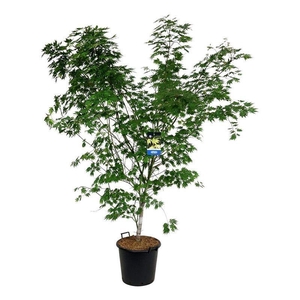Acer Arctic Jade ®