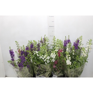 ANGELONIA P14 VARIADO