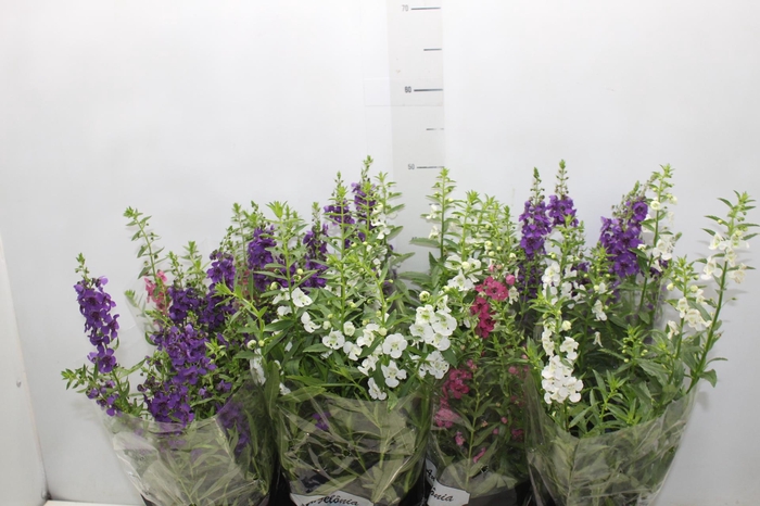 <h4>ANGELONIA P14 VARIADO</h4>