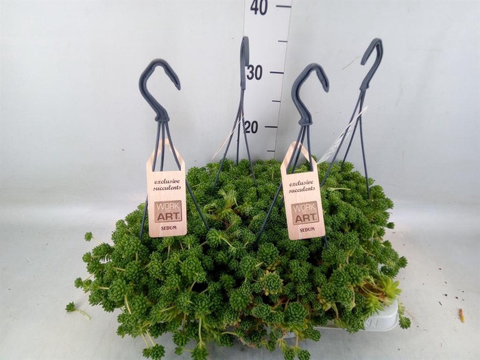 <h4>Sedum   ...</h4>