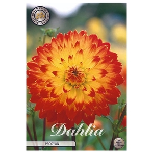 Dahlia Procyon x1 l